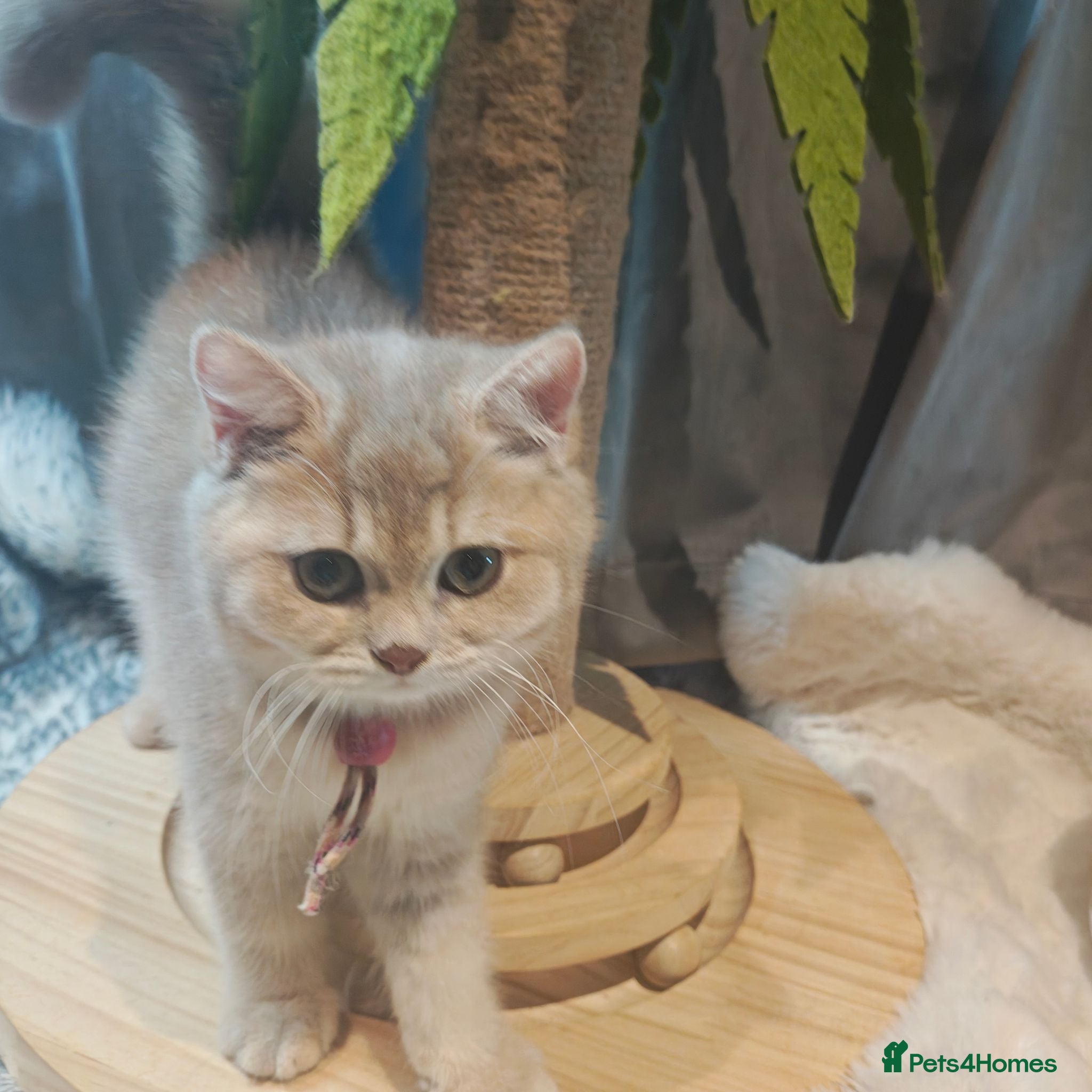 British Shorthair cats TICA Blue golden, lilac gold, cinnamon bi colour  - Advert 12