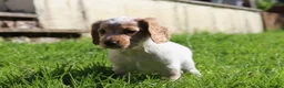 Cocker Spaniel dogs for sale: Kc registered working cockers  - Advert 16