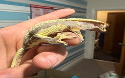 Gecko reptiles for sale: Lilywhite Crested Geckos  - Image 15