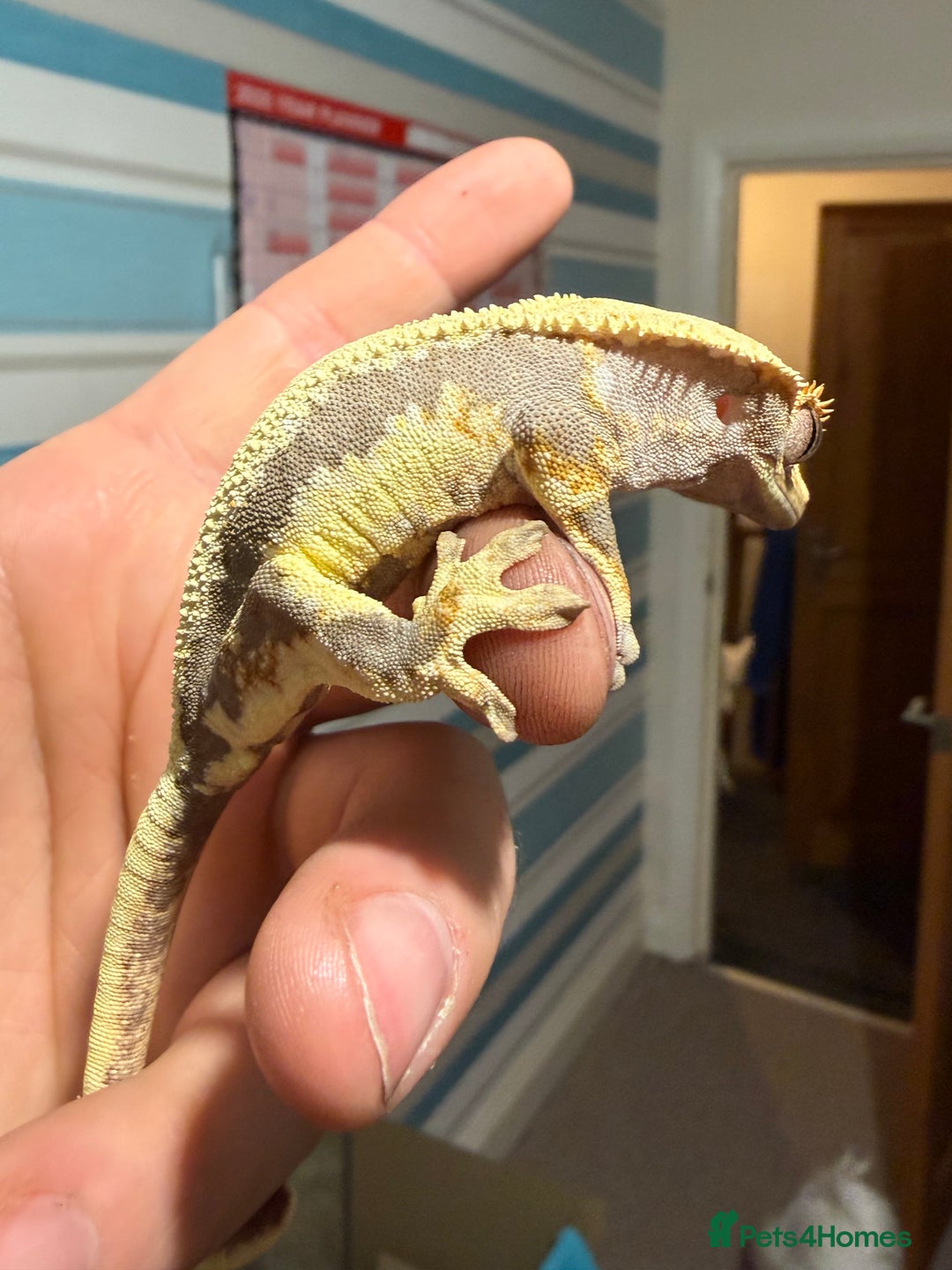 Gecko reptiles for sale: Lilywhite Crested Geckos  - Image 15