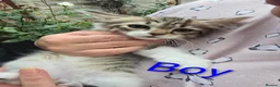 Siberian cats for sale: 3 Beautiful Siberian Kittens - Ready to leave now! - Advert 9
