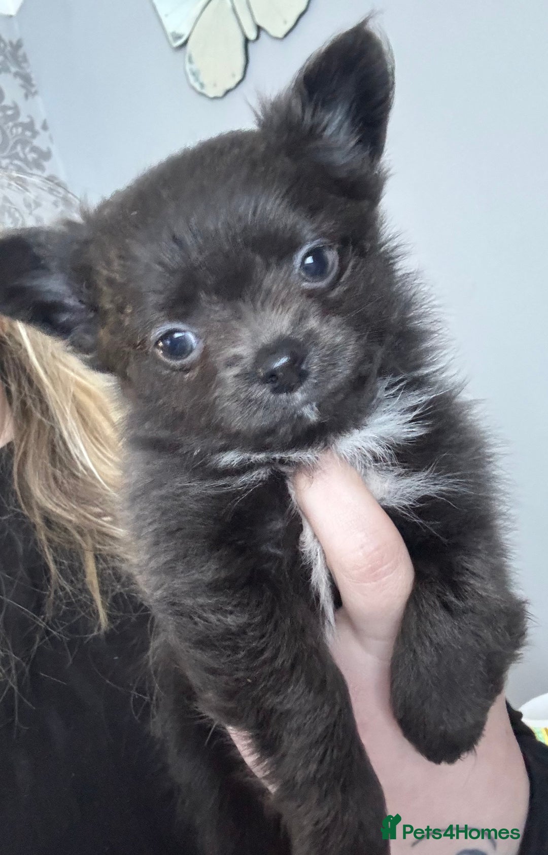 Chihuahua dogs for sale: Long coat Chihuahua puppies - Image 27