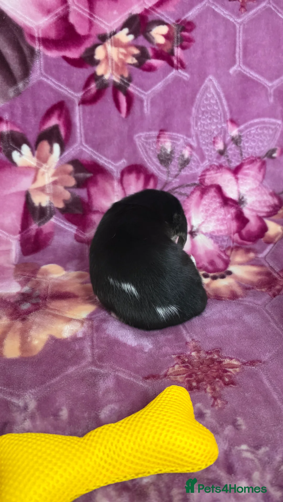 Beagle dogs for sale: Beautiful Beagle puppies looking for loving homes - Advert 22