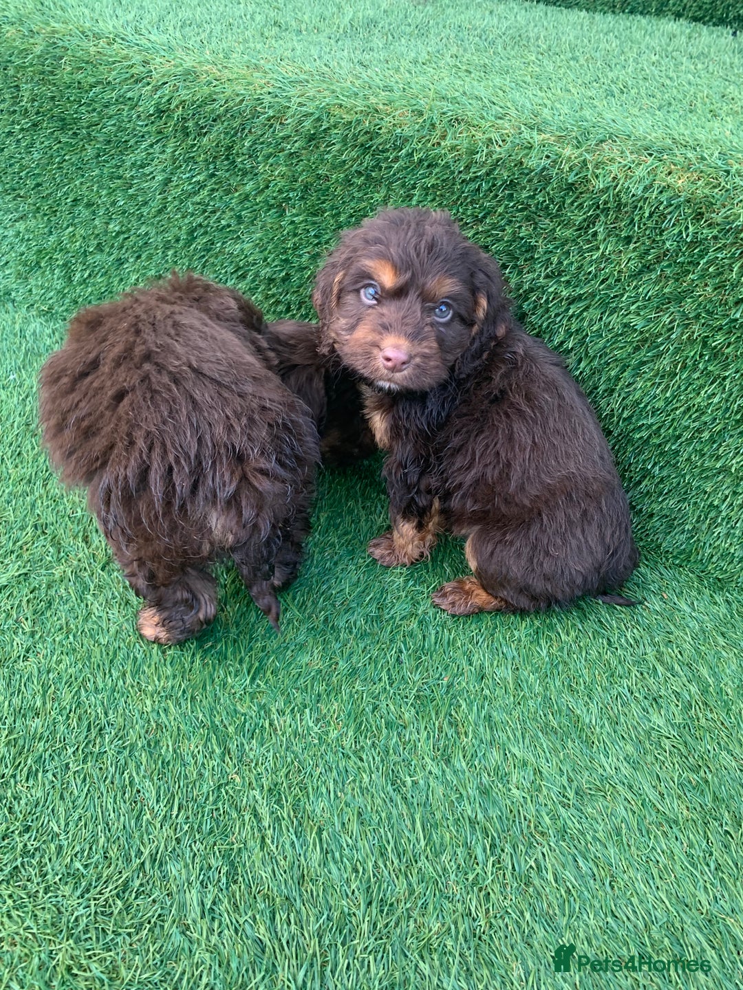 Cockapoo dogs for sale: Cockerpoo puppies  - Advert 20