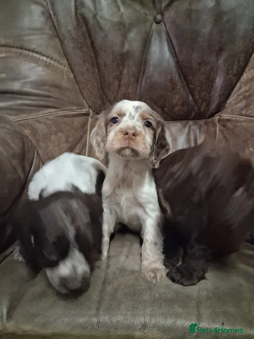 Cocker Spaniel dogs for sale: Cocker spaniel puppies - Advert 18