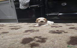 Cocker Spaniel dogs for sale: Show Cocker Spaniel  - Image 8