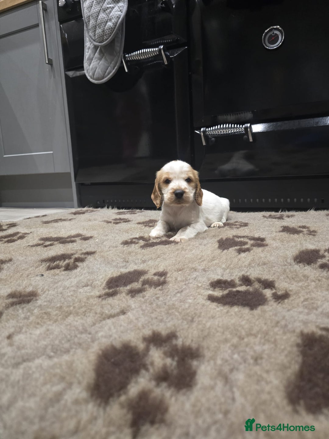 Cocker Spaniel dogs for sale: Show Cocker Spaniel  - Image 8