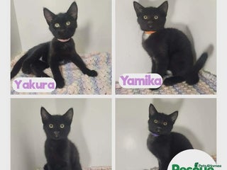 Mixed Breed cats INDOOR only wobbly kittens - Advert 1