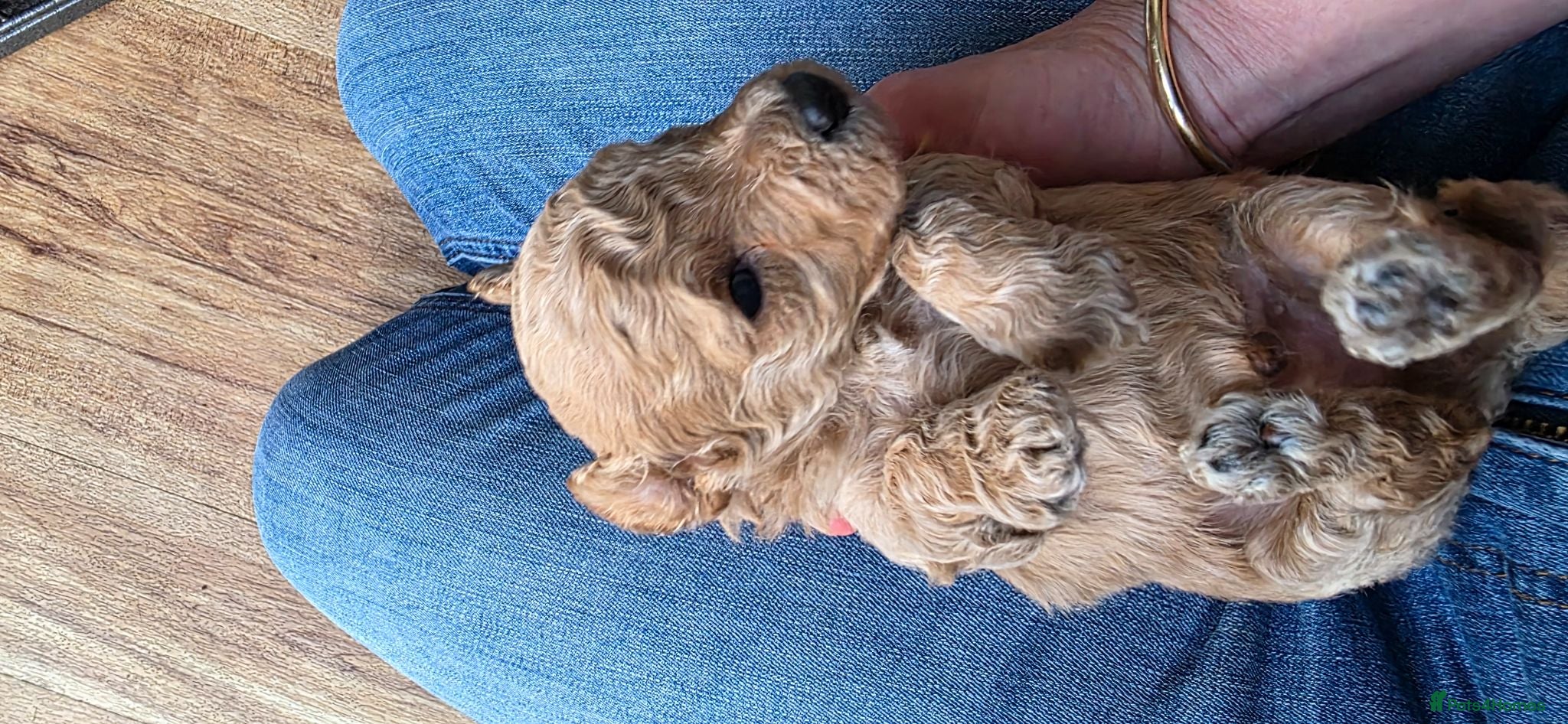 Cavapoochon dogs Exquisite Health Tested Cavapoochon Puppies  - Advert 1