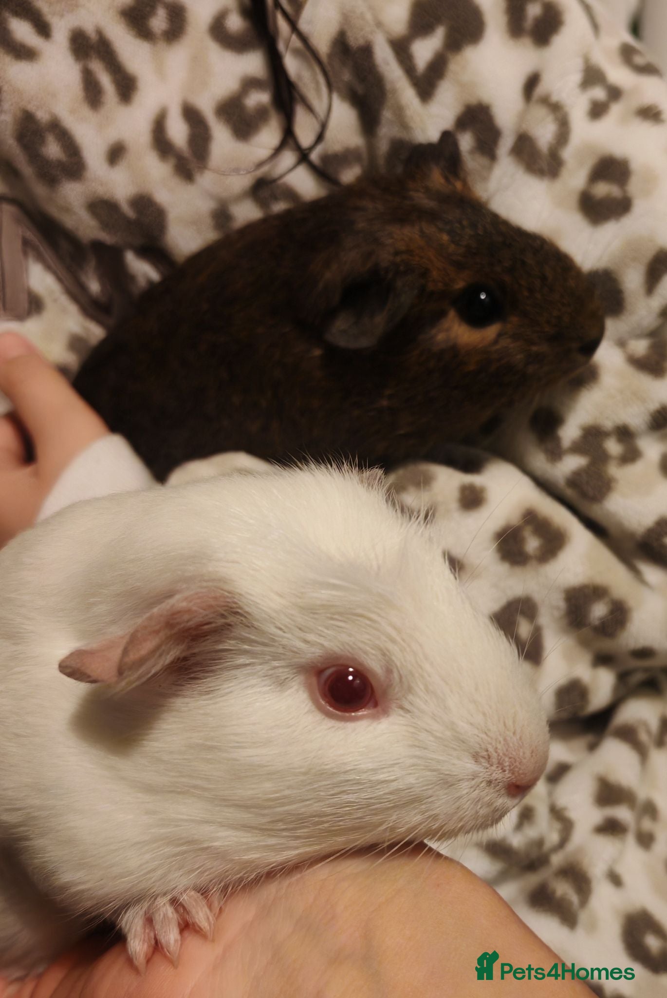 Guinea Pig rodents Two bonded female guinepigs  - Advert 1