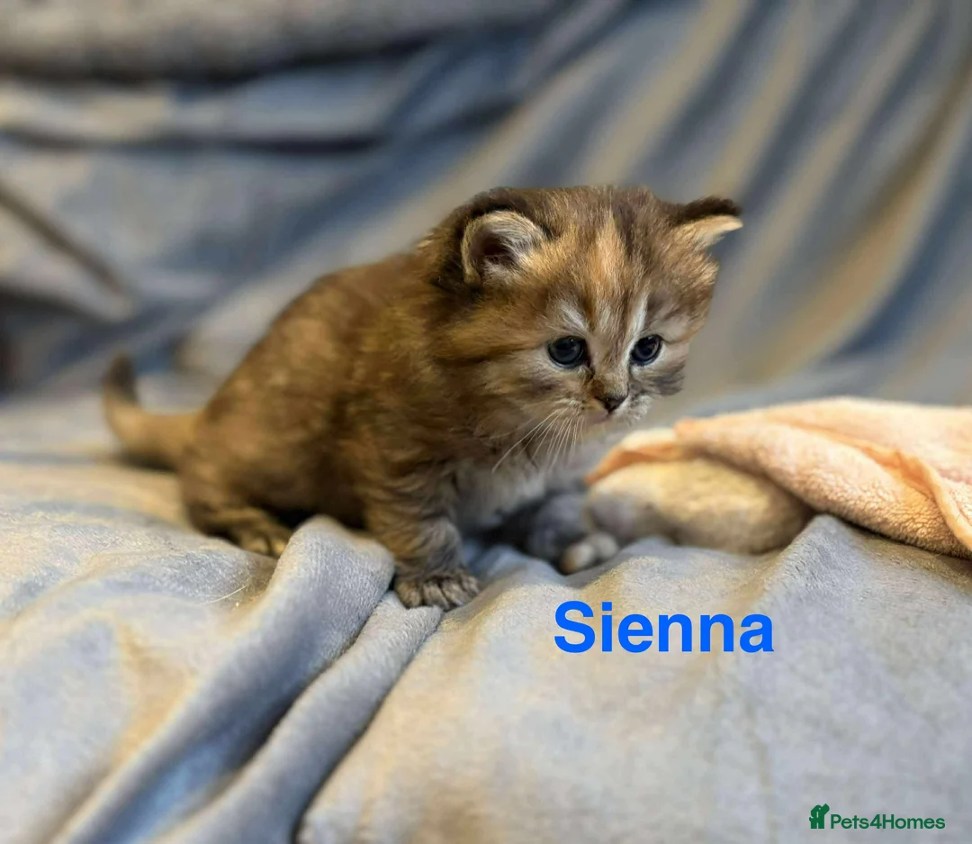 Persian cats for sale: **SOLD** Stunning litter of five female Perdolls - Advert 4