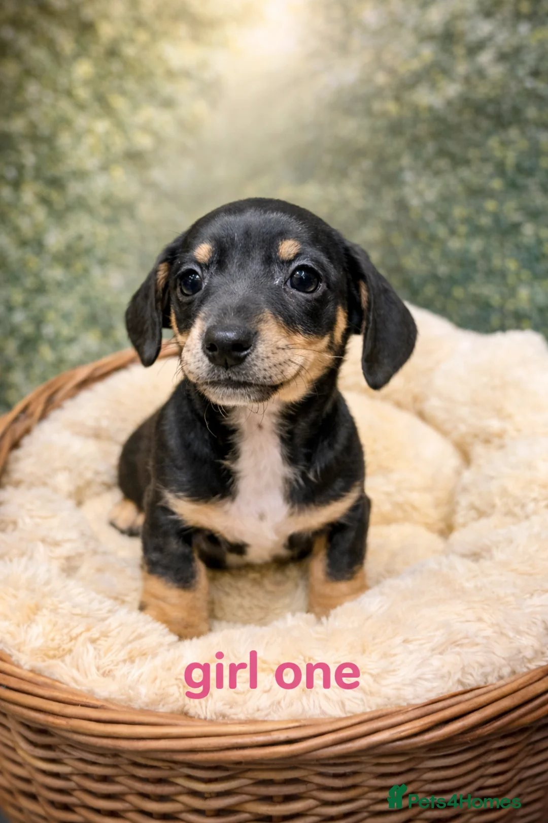 Miniature Dachshund dogs for sale: Miniature dachshund cross puppies  - Advert 3