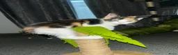 Mixed Breed cats for sale: 3 Gorgeous Female Kittens Ready Now  🐾  - Advert 14