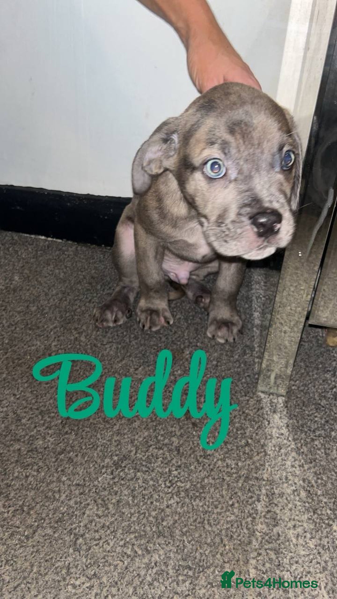 Cane Corso dogs for sale: Stunning puppies  - Advert 2