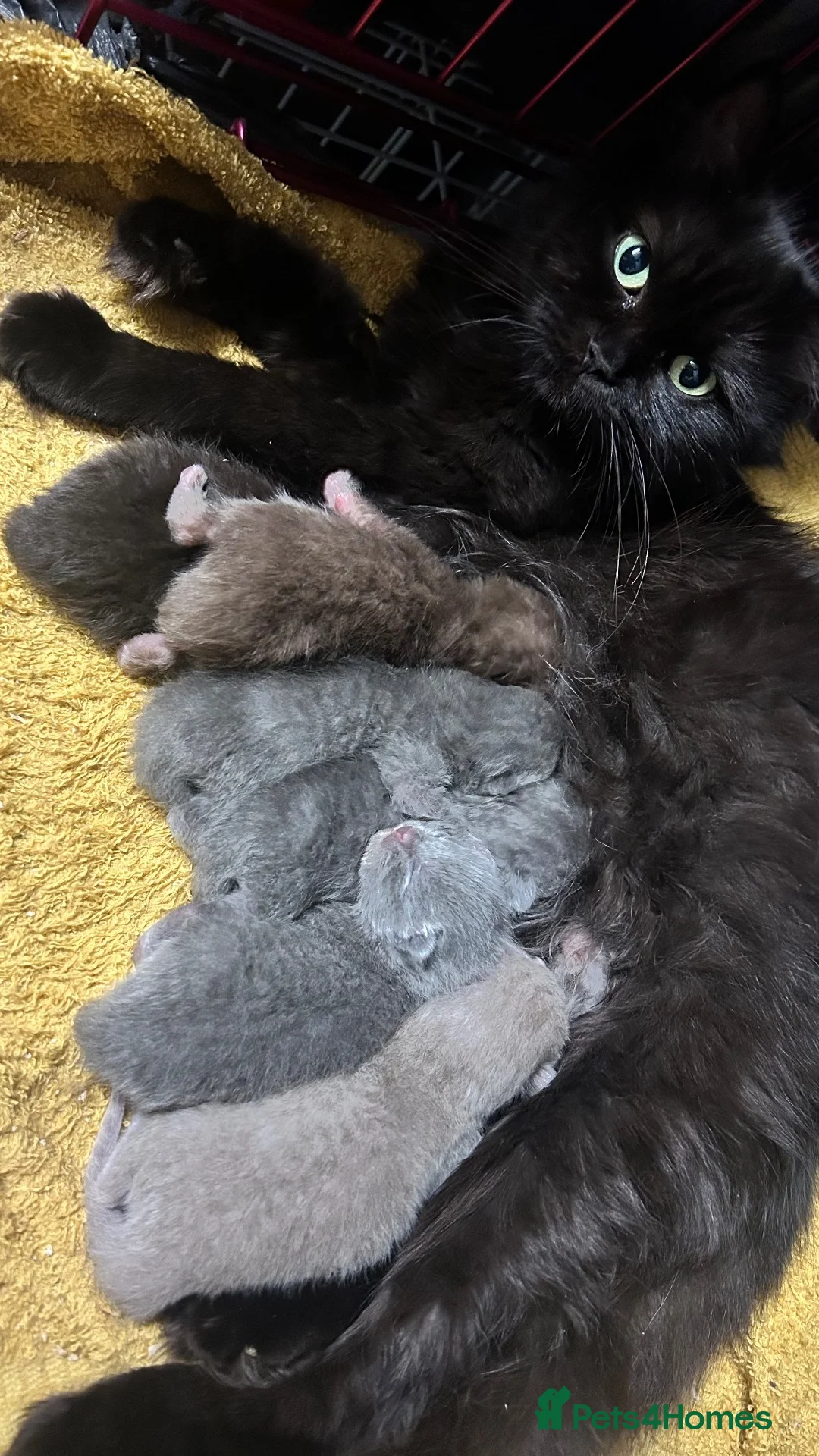 British Shorthair cats for sale: BSH KITTENS 🤎💙 - Advert 2