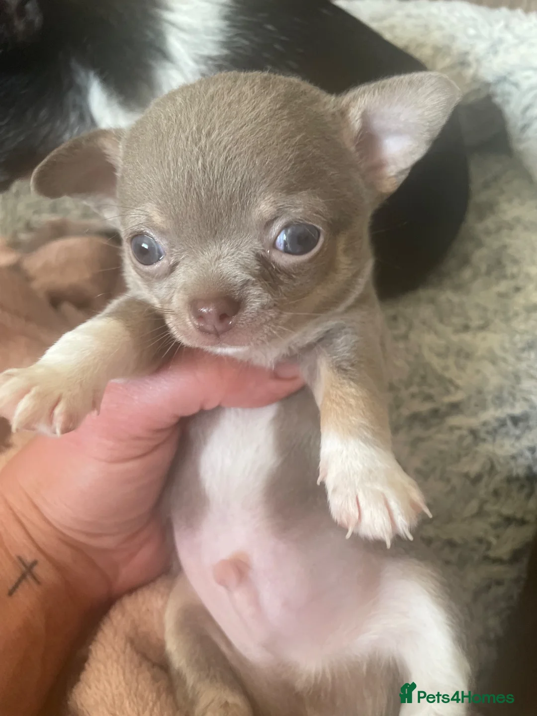 Chihuahua dogs for sale: Stunning Chihuahua Puppies READY NOW - Advert 9