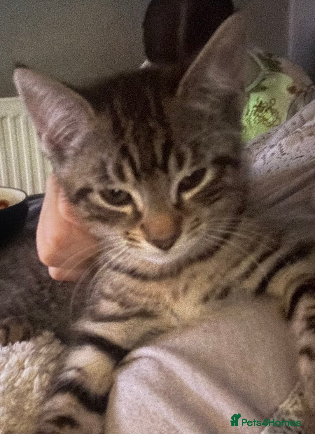 Domestic Shorthair cats for sale: 1 beautiful kitten for sale. - Advert 6