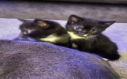 Mixed Breed cats for sale: Two adorable kittens  - Image 5