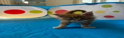 Maine Coon cats for sale: Maine Coon Kittens in Cambridge - Advert 16