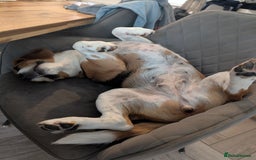 Beagle dogs for sale: Beautiful Beagle Girl – Loving Home Needed - Advert 2