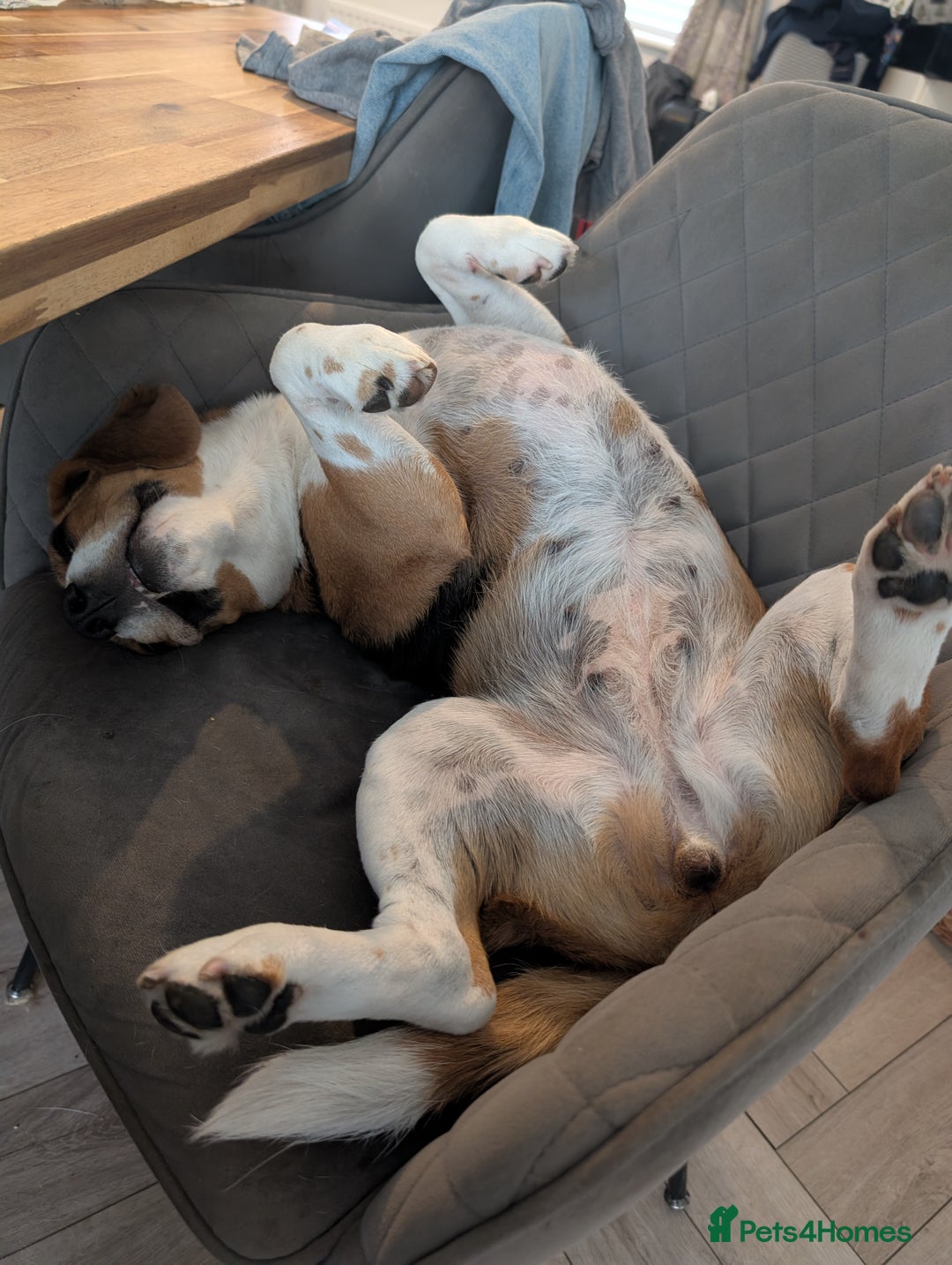 Beagle dogs for sale: Beautiful Beagle Girl – Loving Home Needed - Advert 2
