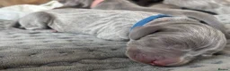 Weimaraner dogs for sale: KC registered Weimaraner Puppies  - Advert 5