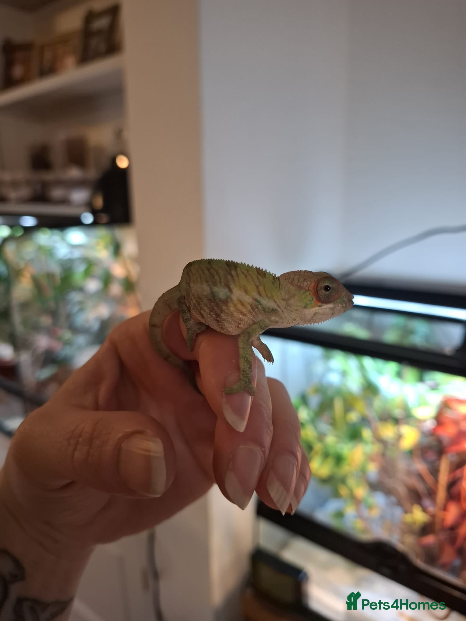 Chameleon reptiles Baby Ambilobe Panther Chameleons FOR SALE - Advert 10