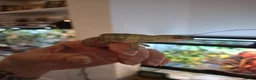Chameleon reptiles for sale: Baby Ambilobe Panther Chameleons FOR SALE in Chippenham - Advert 4