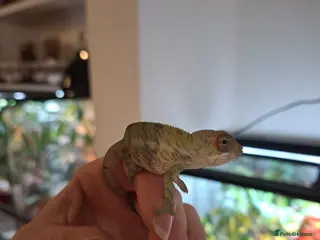 Chameleon reptiles Baby Ambilobe Panther Chameleons FOR SALE - Advert 10