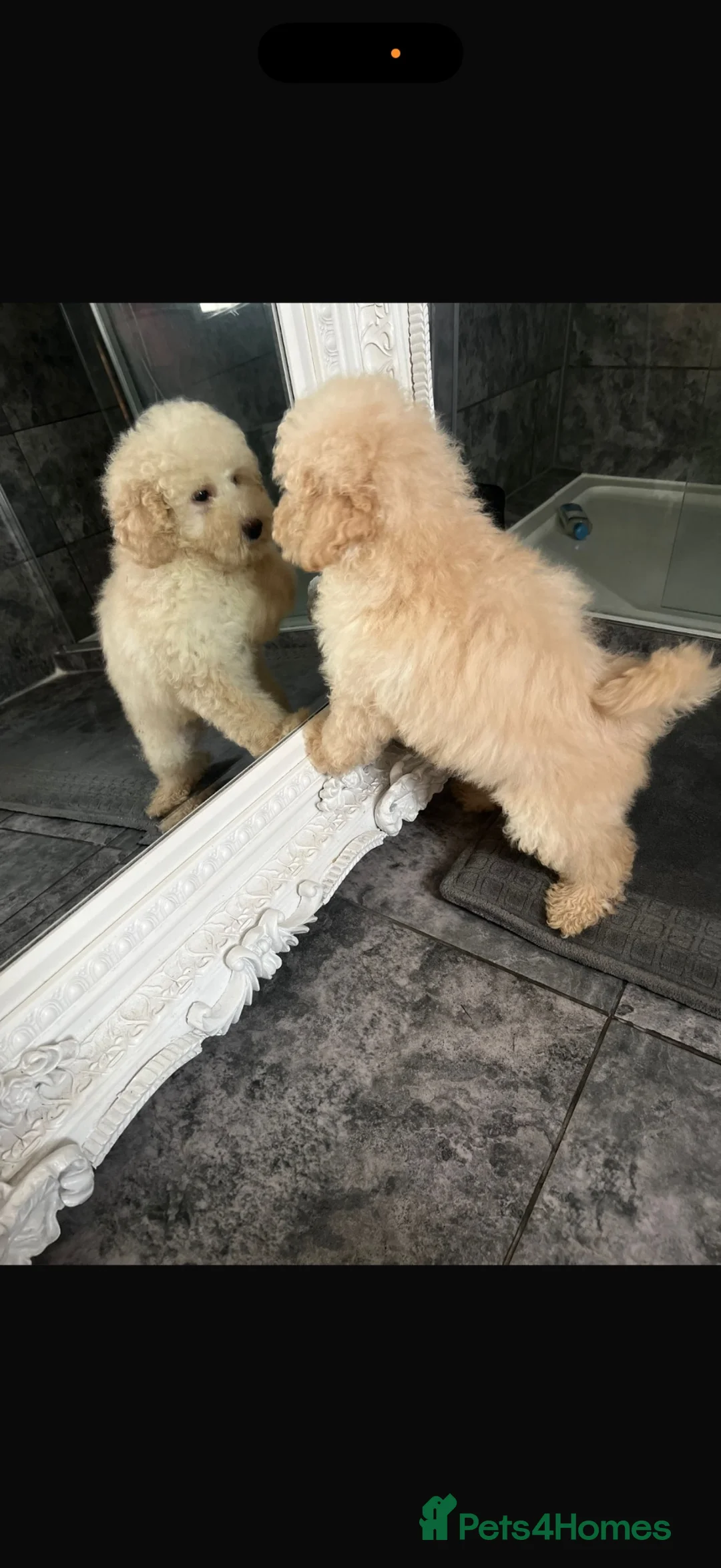 Cavapoo dogs for sale: Cavapoo F1 puppies  - Advert 2