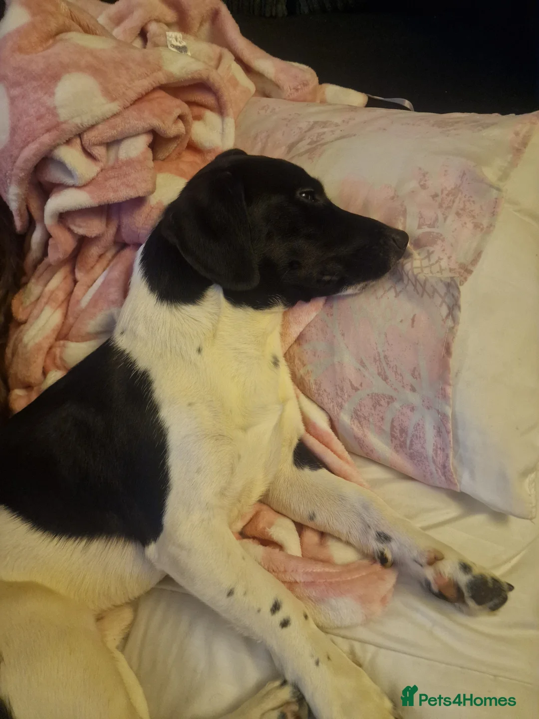 Mixed Breed dogs for sale: Elvis in Rochester - Advert 1