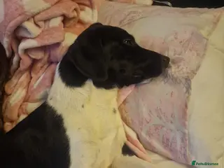 Mixed Breed dogs Elvis - Advert 2