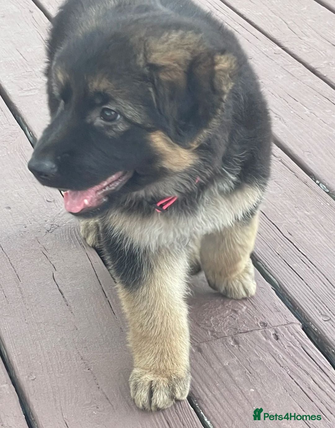 German Shepherd dogs Five German shepherd ready now - Advert 1