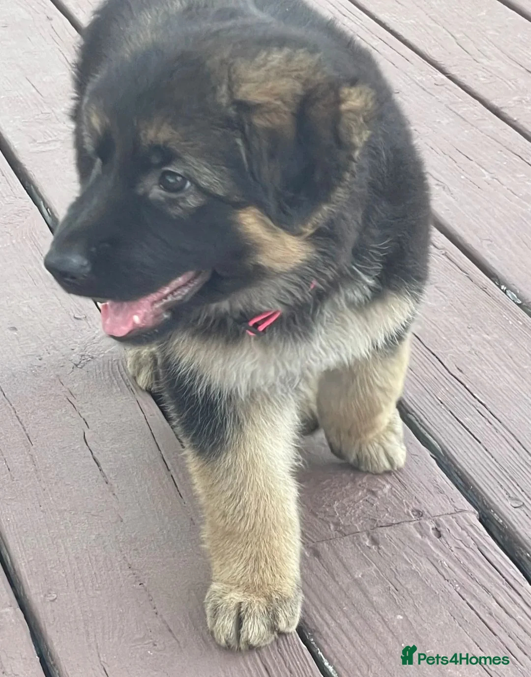 German Shepherd dogs for sale: Five German shepherd ready now in Liverpool - Advert 1