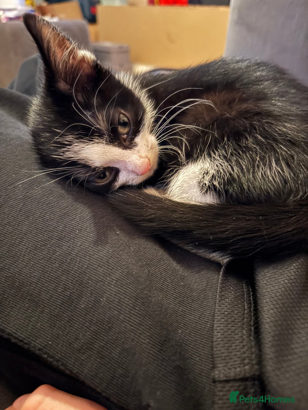 Mixed Breed cats for sale: Black and white tuxedo kittens - Image 4