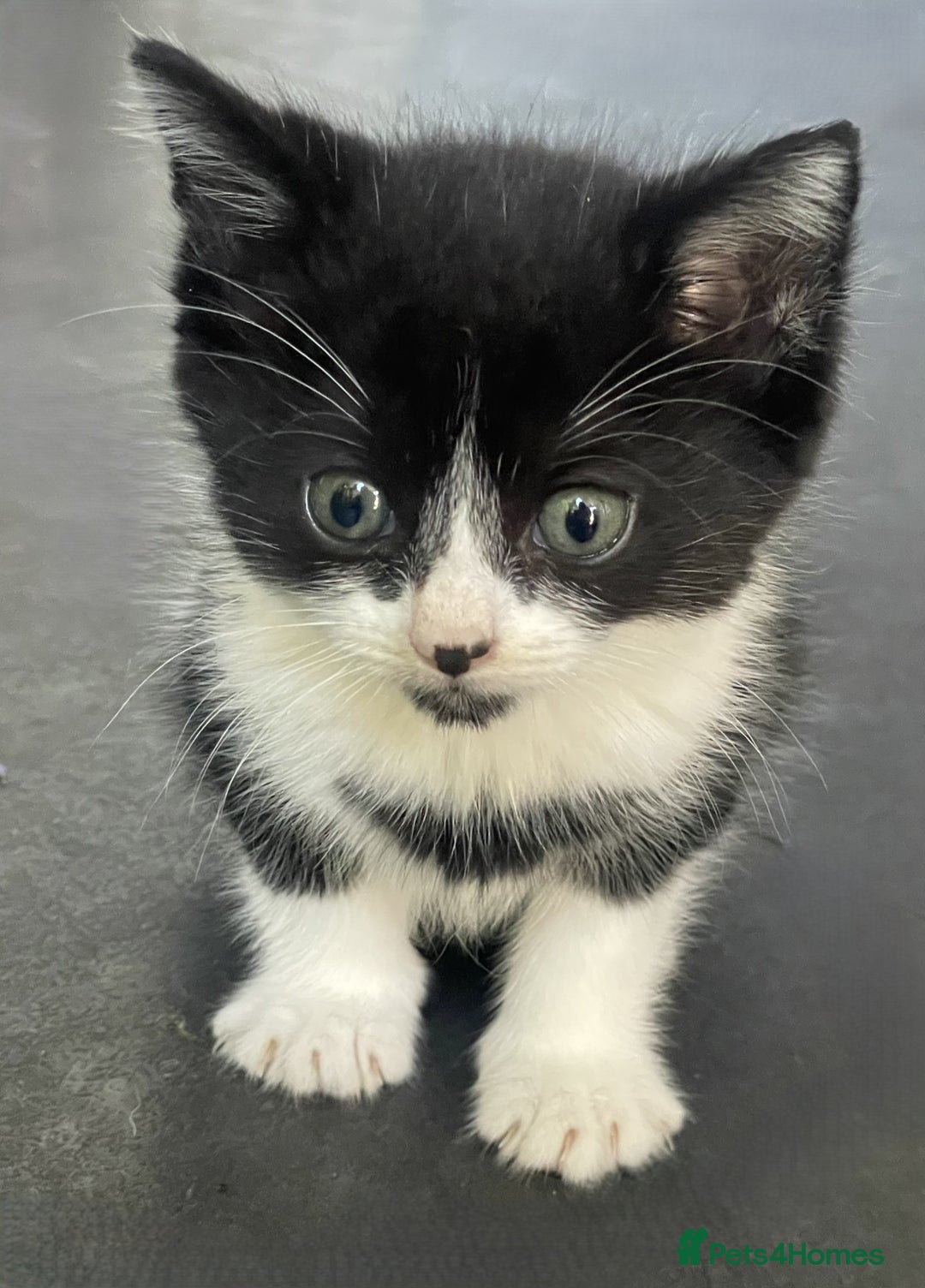 Mixed Breed cats for sale: 4 Sweet tempered kittens looking for loving homes - Image 9