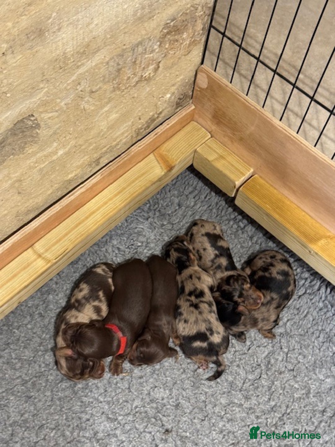 Miniature Dachshund dogs for sale: KC Long haired miniature dachshund puppies - Image 11