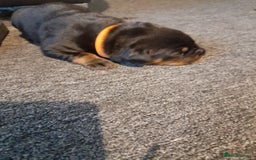 Rottweiler dogs for sale: Rottweiler  - Image 7