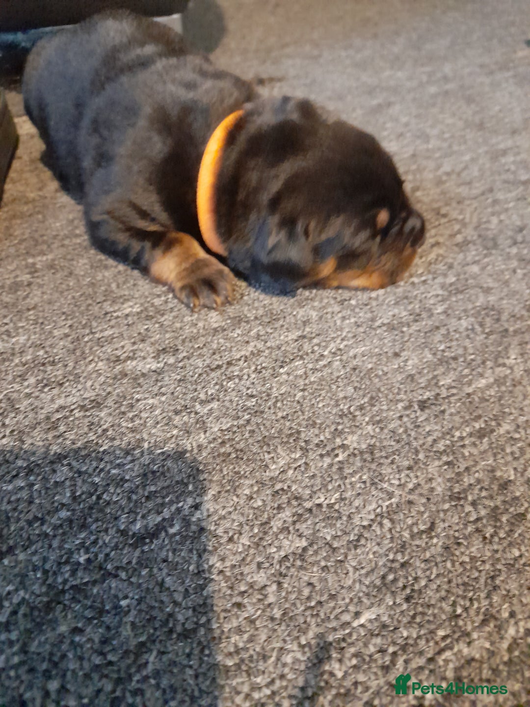 Rottweiler dogs for sale: Rottweiler  - Image 7