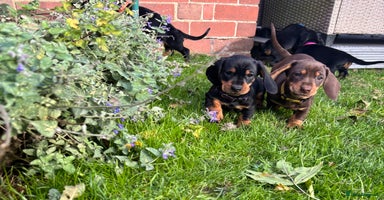 Dachshund dogs - Advert 6