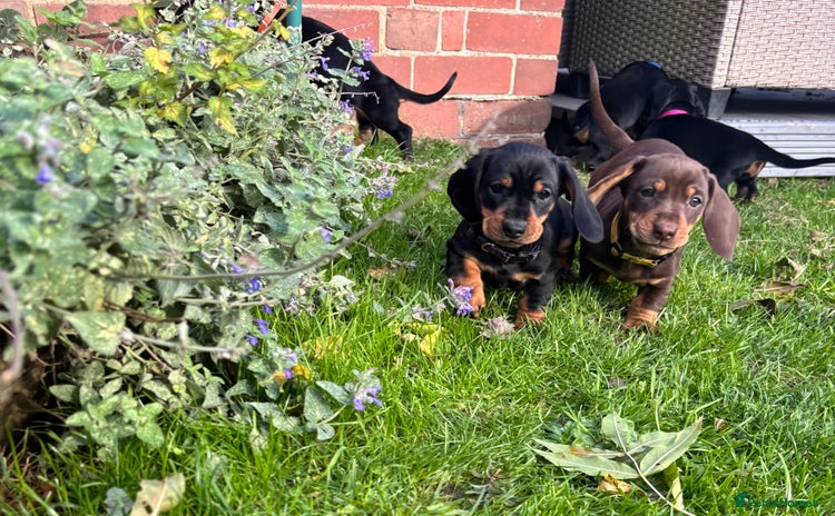 Dachshund dogs - Advert 6