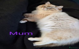 Ragdoll cats for sale: Stunning,TICA registered Ragdoll kittens - Image 26