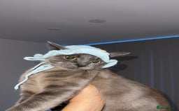 British Shorthair cats for sale: British short hair female cat - Image 5