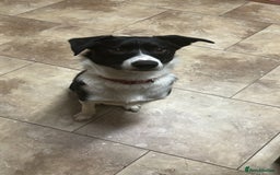 Border Collie dogs for sale: Border Collie Puppy - Image 1