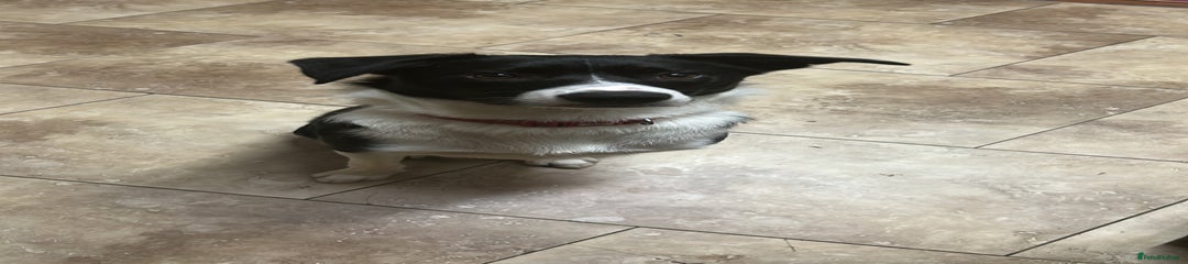 Border Collie Puppy 1