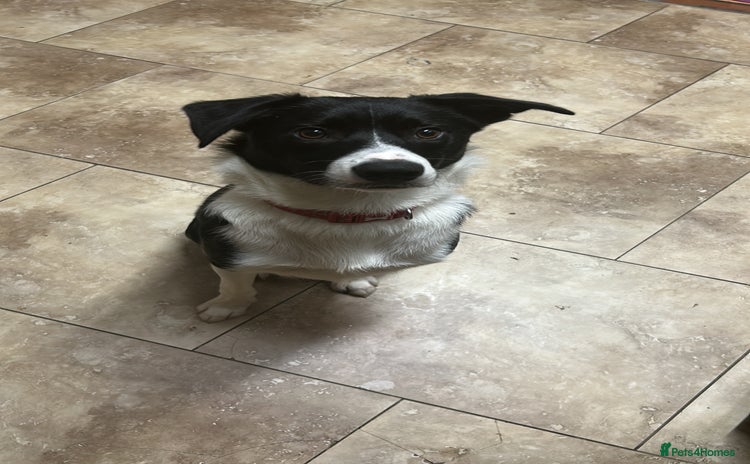 Border Collie dogs - Advert 1