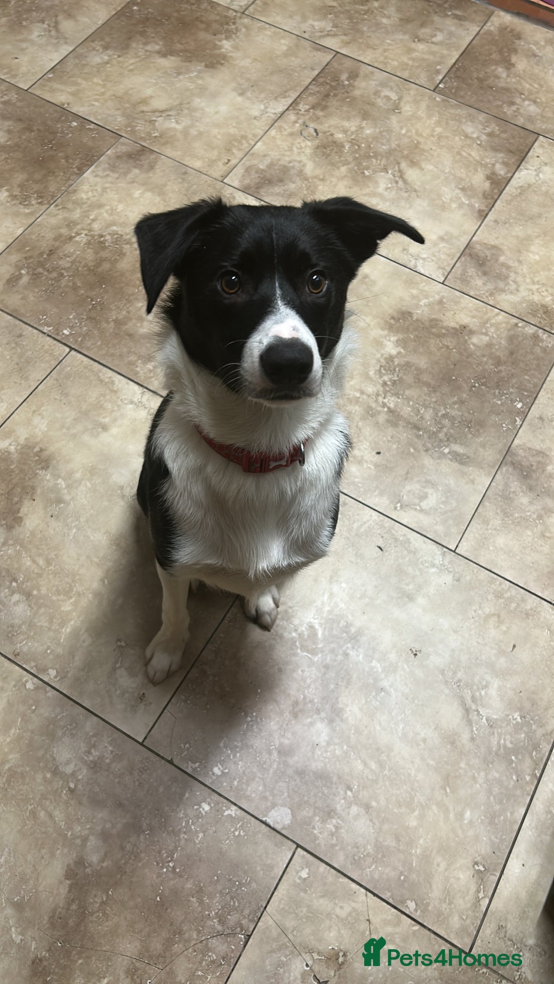 Border Collie dogs for sale: Border Collie Puppy - Image 1