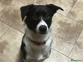 Border Collie dogs for sale - Advert 1