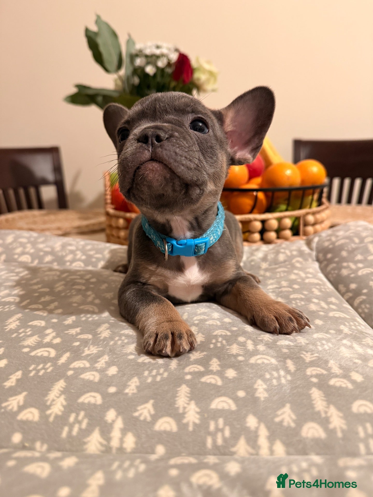 French Bulldog dogs 🌟Exceptional KC Reg French Bulldog Puppies🌟 - Advert 11