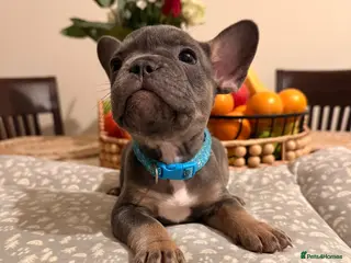 French Bulldog dogs 🌟Exceptional KC Reg French Bulldog Puppies🌟 - Advert 11